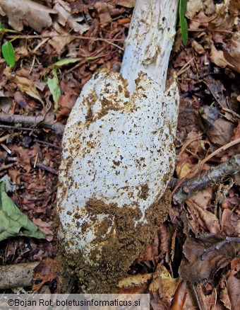 Amanita umbrinolutea