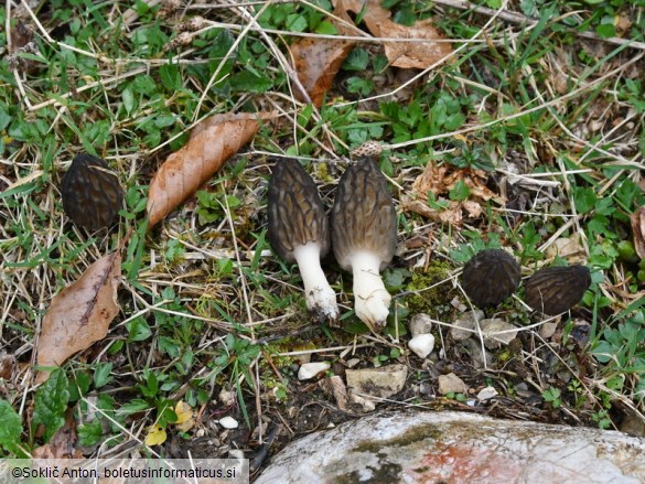 Morchella deliciosa