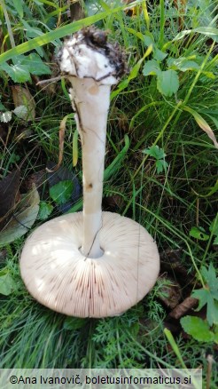 Volvariella gloiocephala