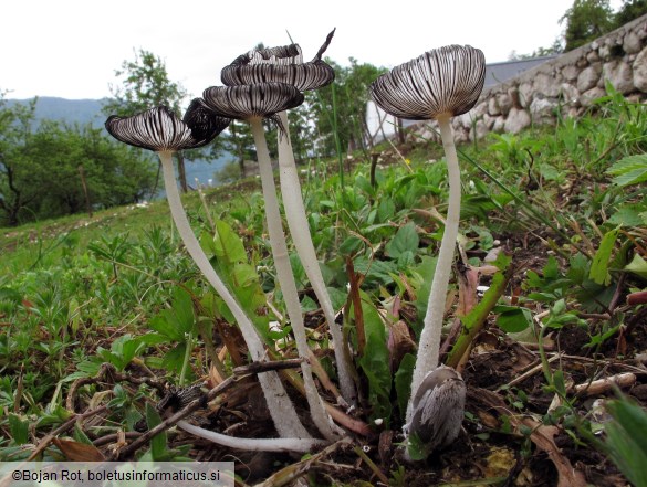 Coprinopsis lagopus