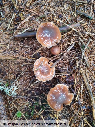 Cortinarius collinitus