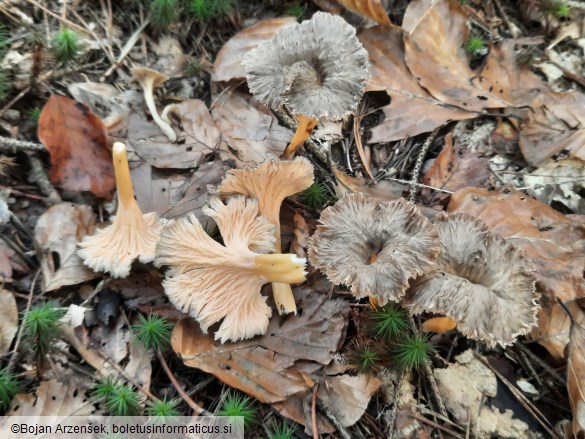 Craterellus lutescens