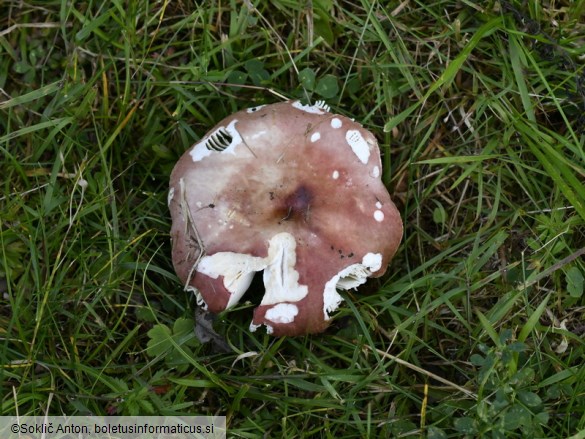 Russula laricina