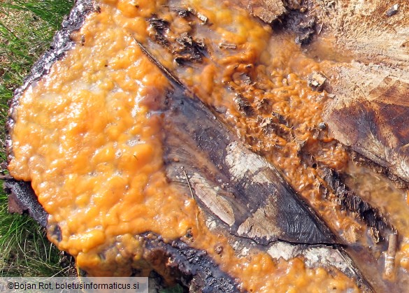 Fusicolla merismoides