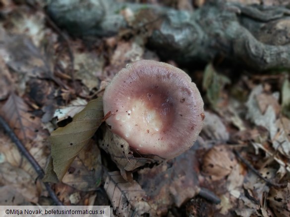 Russula vesca