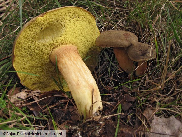 Xerocomus ferrugineus