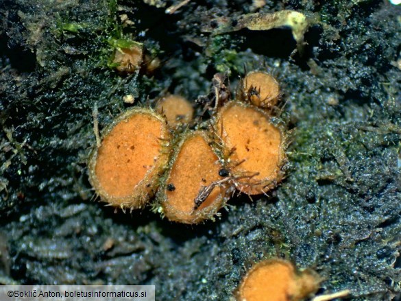 Cheilymenia stercorea