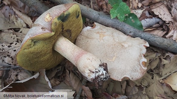 Butyriboletus fechtneri