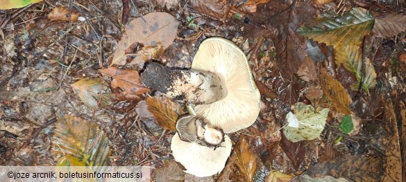 Tricholoma saponaceum