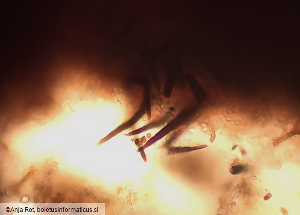 Phellinopsis conchata