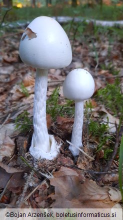 Amanita virosa