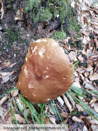 Boletus edulis