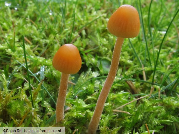 Galerina clavata