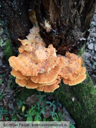 Laetiporus sulphureus