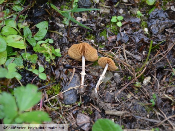 Conocybe arrhenii