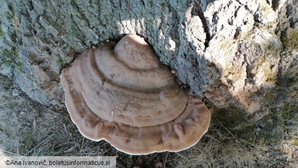 Ganoderma applanatum