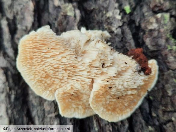 Spongipellis pachyodon