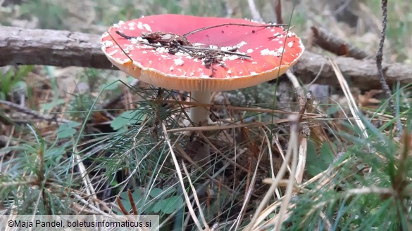 Amanita muscaria