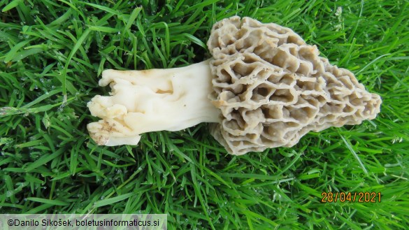 Morchella vulgaris