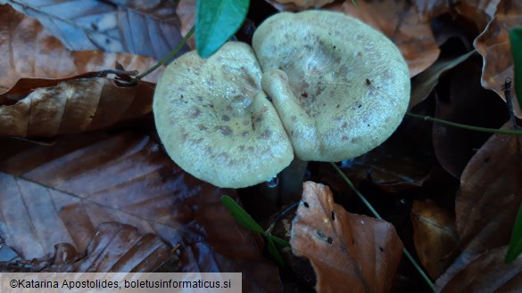 Lactarius blennius