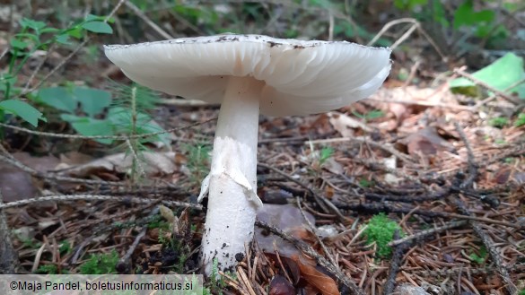 Amanita excelsa