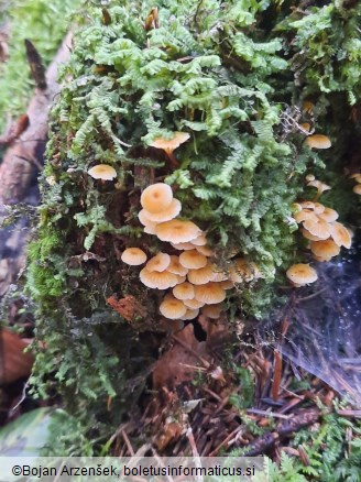 Xeromphalina campanella