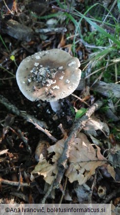 Amanita excelsa