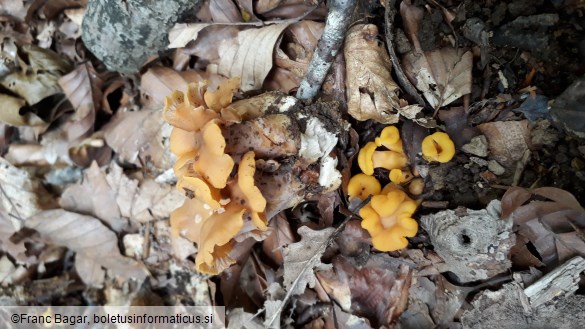 Cantharellus cibarius var. ianthinoxanthus