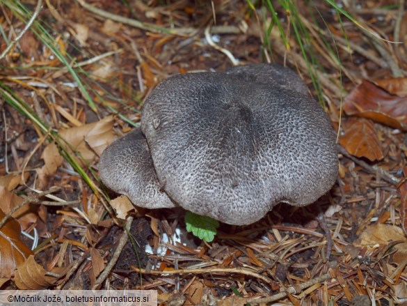 Tricholoma squarrulosum