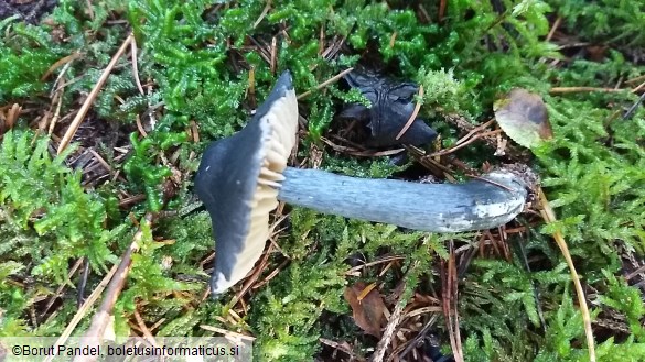 Entoloma nitidum