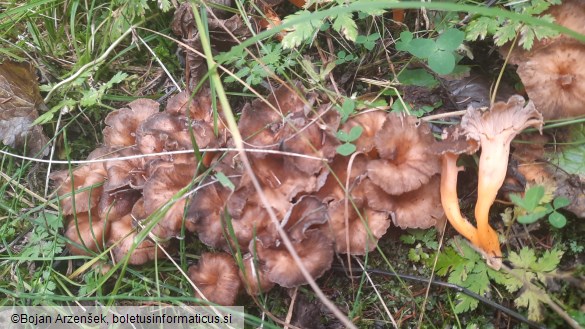 Craterellus lutescens