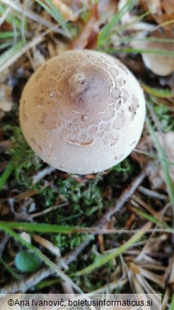 Macrolepiota permixta