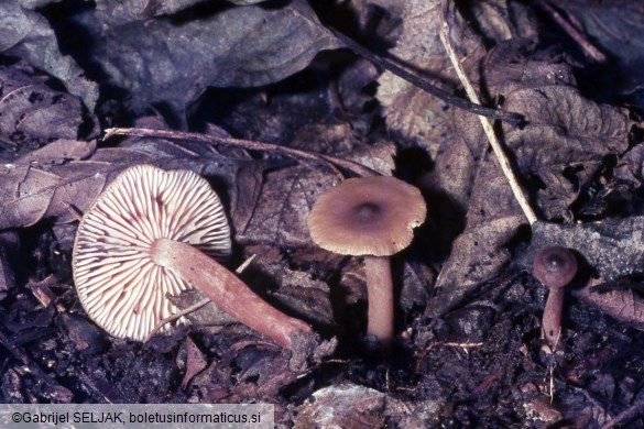 Lactarius obscuratus
