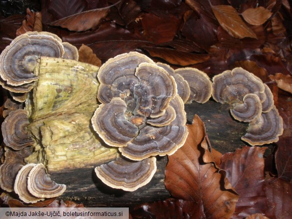 Trametes versicolor