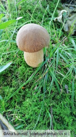 Boletus reticulatus