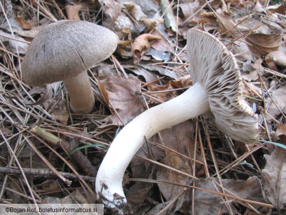 Tricholoma terreum