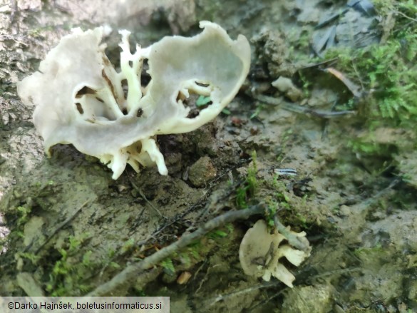 Helvella acetabulum