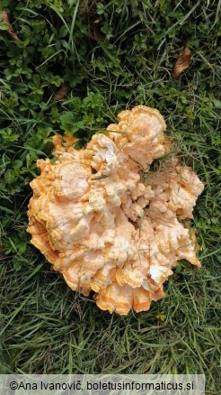 Laetiporus sulphureus