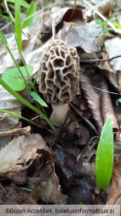 Morchella esculenta