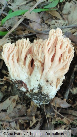 Ramaria formosa