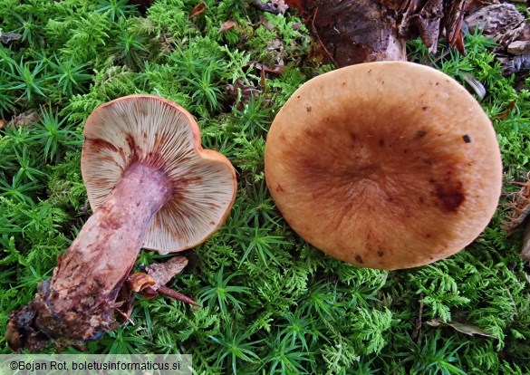 Lactarius rubrocinctus