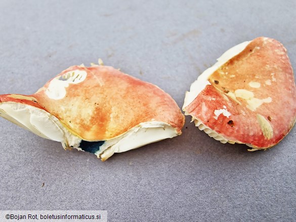Russula betularum