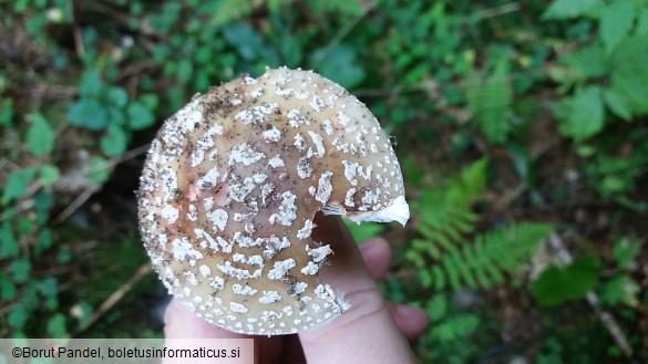 Amanita rubescens