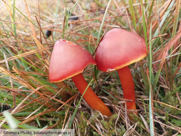 Hygrocybe punicea