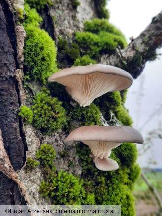 Pleurotus ostreatus