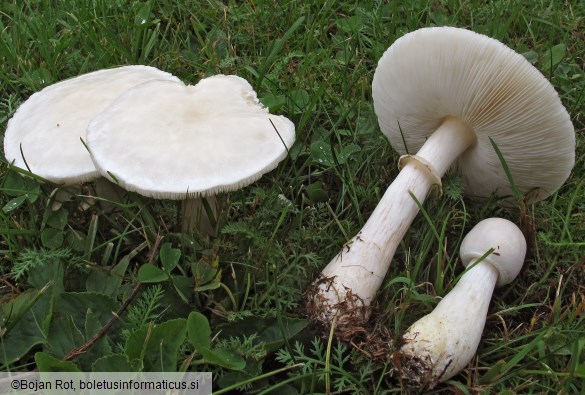 Leucoagaricus leucothites