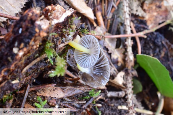 Mycena epipterygia