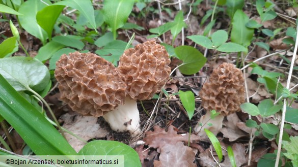 Morchella esculenta