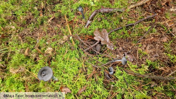 Entocybe nitida