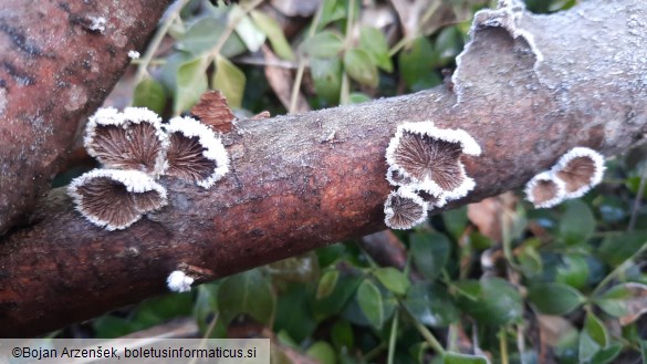 Schizophyllum commune